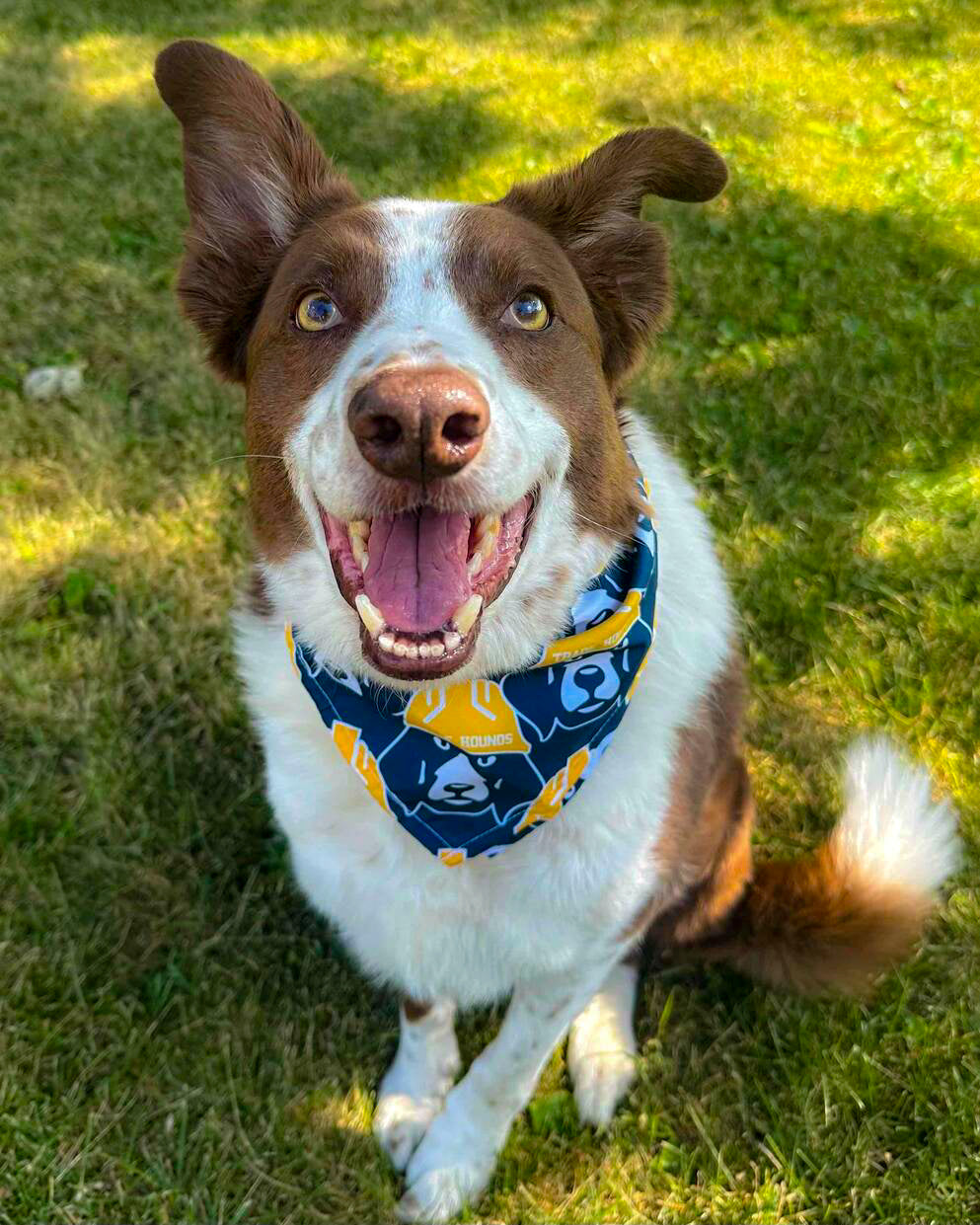 Trade Hounds Bandana