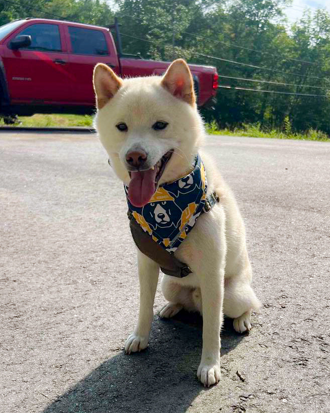 Trade Hounds Bandana
